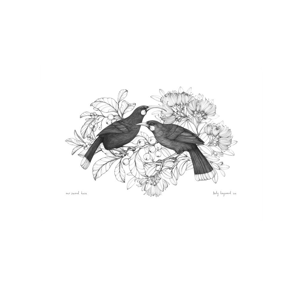 Katy Hayward Print Our Sacred Huia- A3