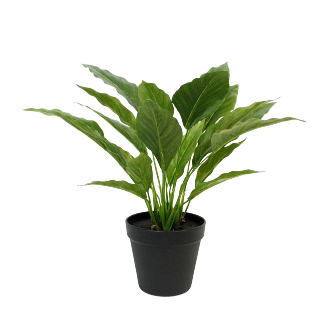 Potted Spathiphyllum Bush with 21 Lvs 40cm