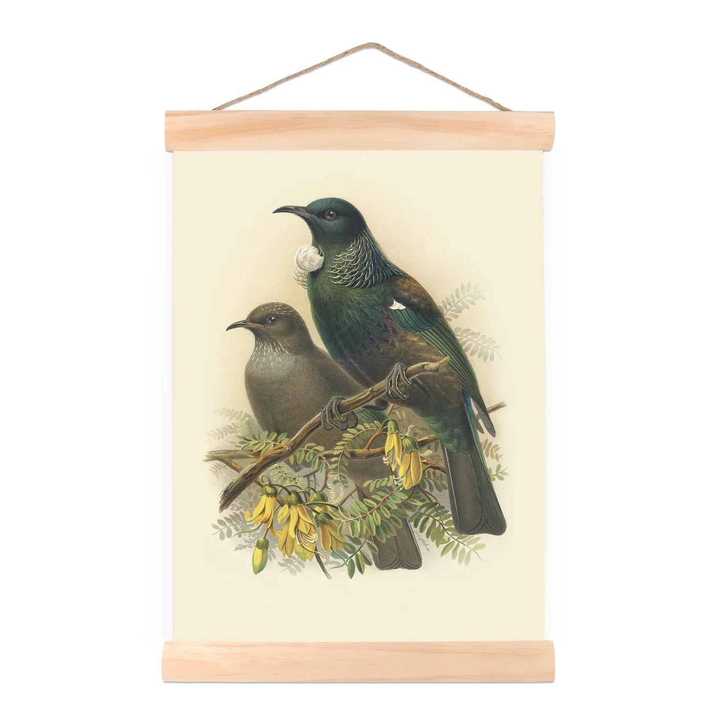 Buller's Tui Wall Chart