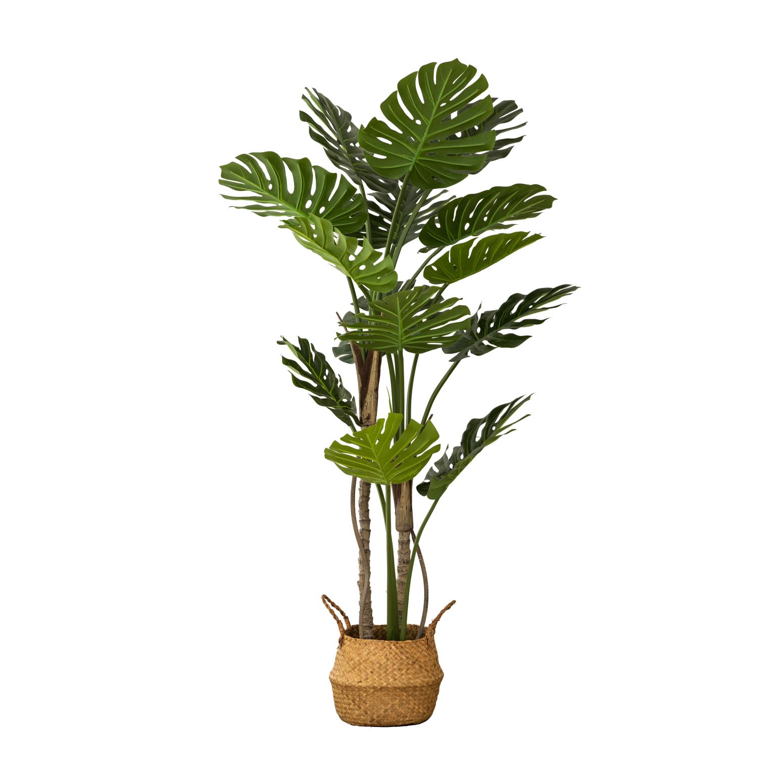 Capulet Monstera Plant In Black Pot 150cm