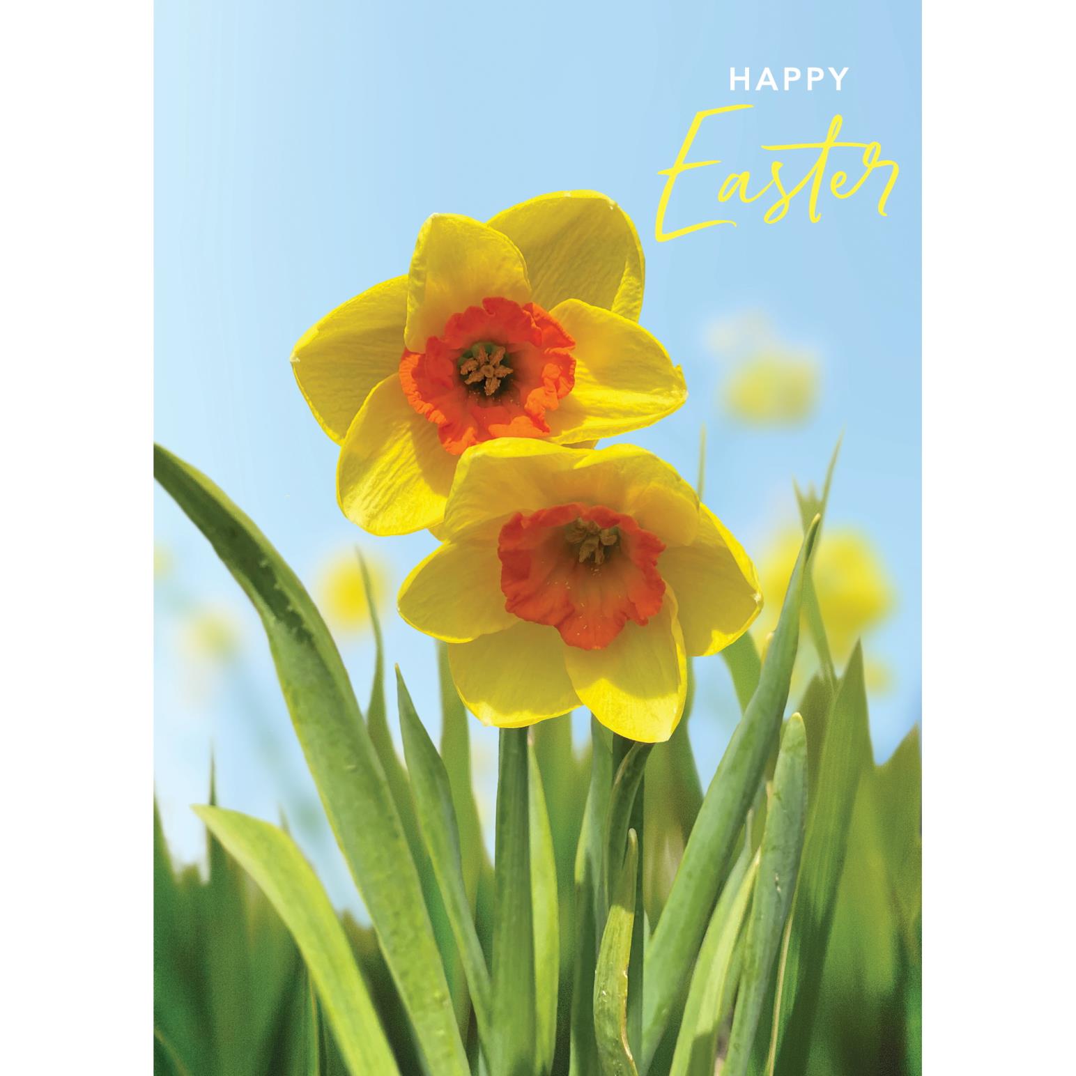 Image Gallery Pure Nz Daffodils Easter Card