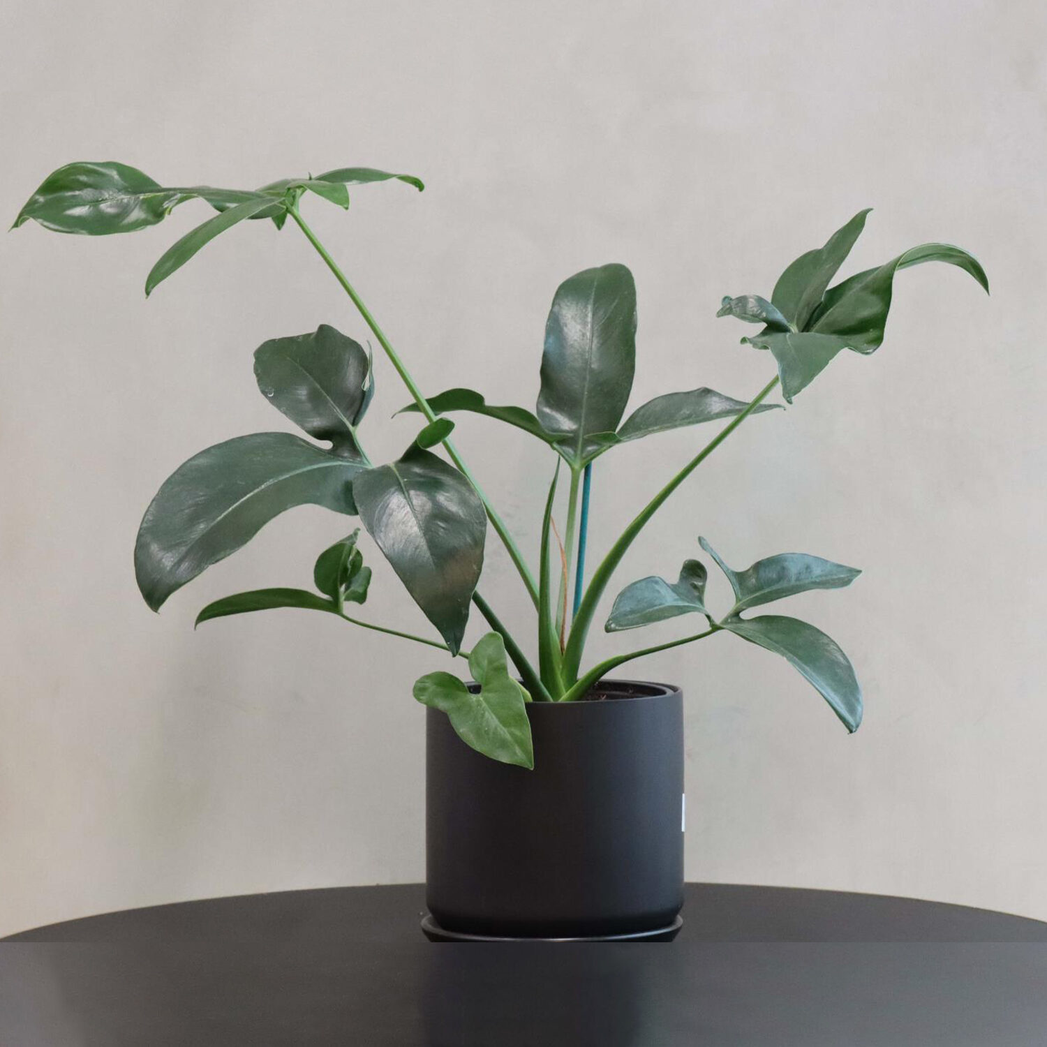 The Florist At Ballantynes - Philodendron Goeldii