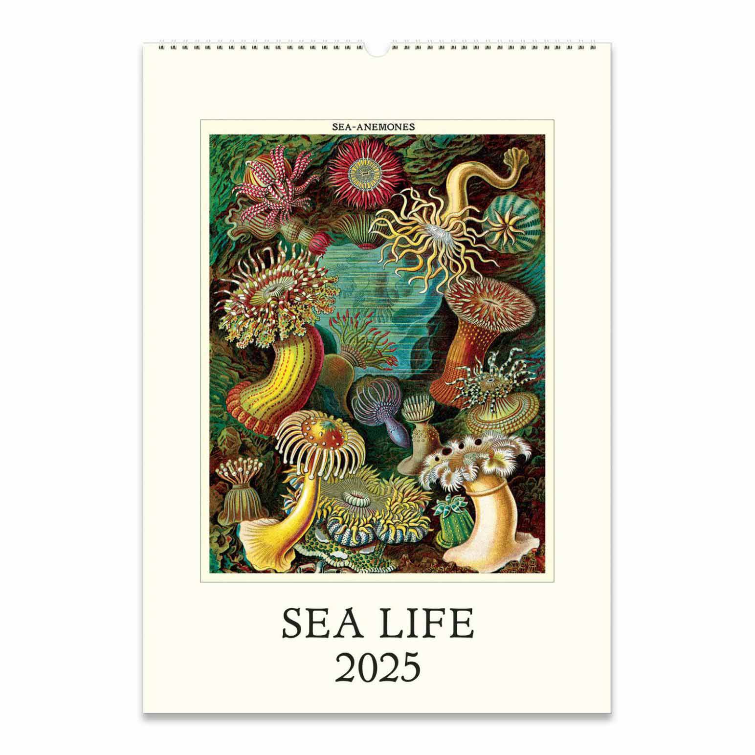 Cavallini Sea Life 2025 Wall Calendar