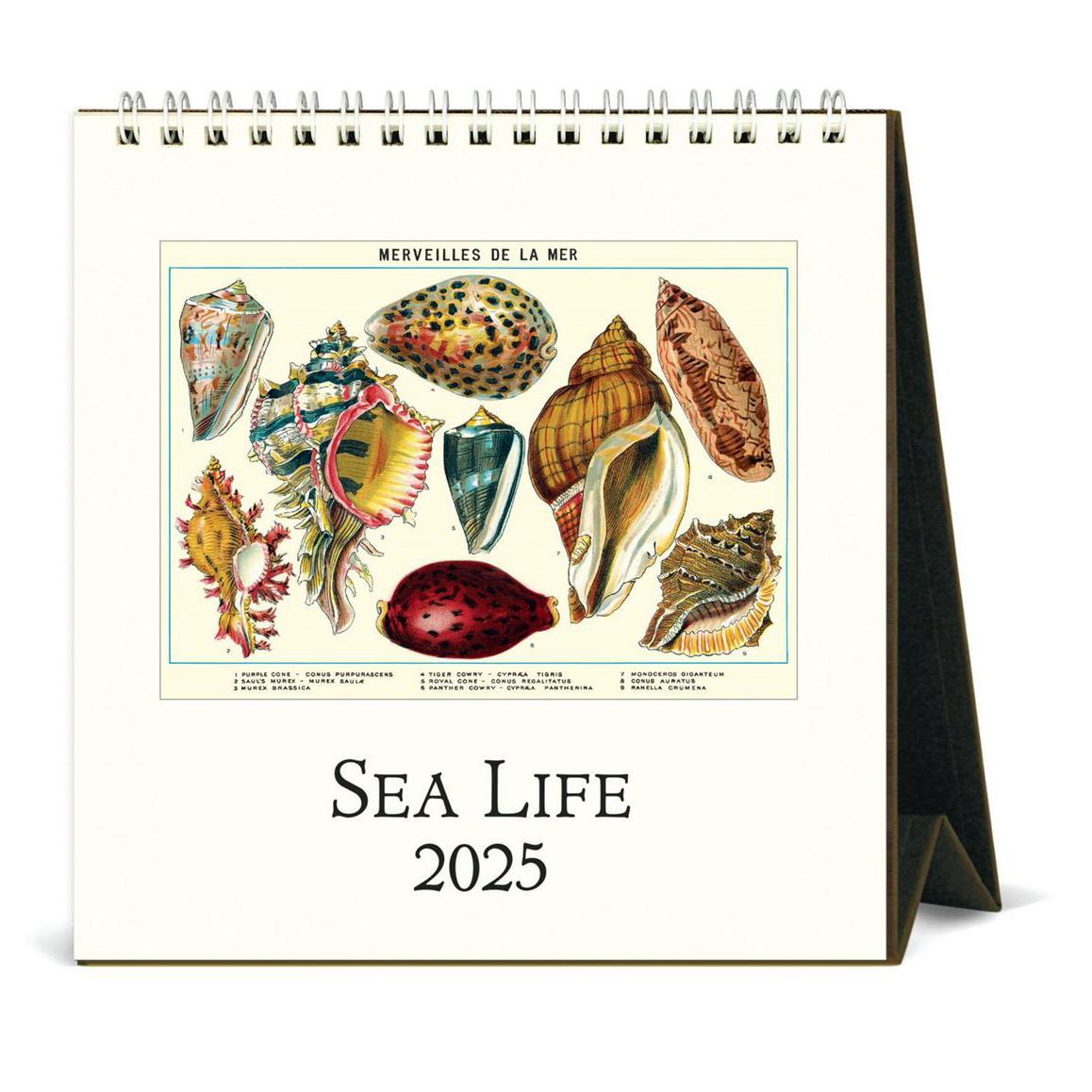 Cavallini Sea Life 2025 Desk Calendar