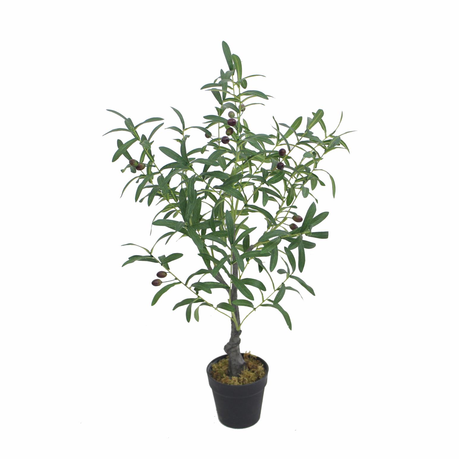 Capulet Olive Tree 85cm