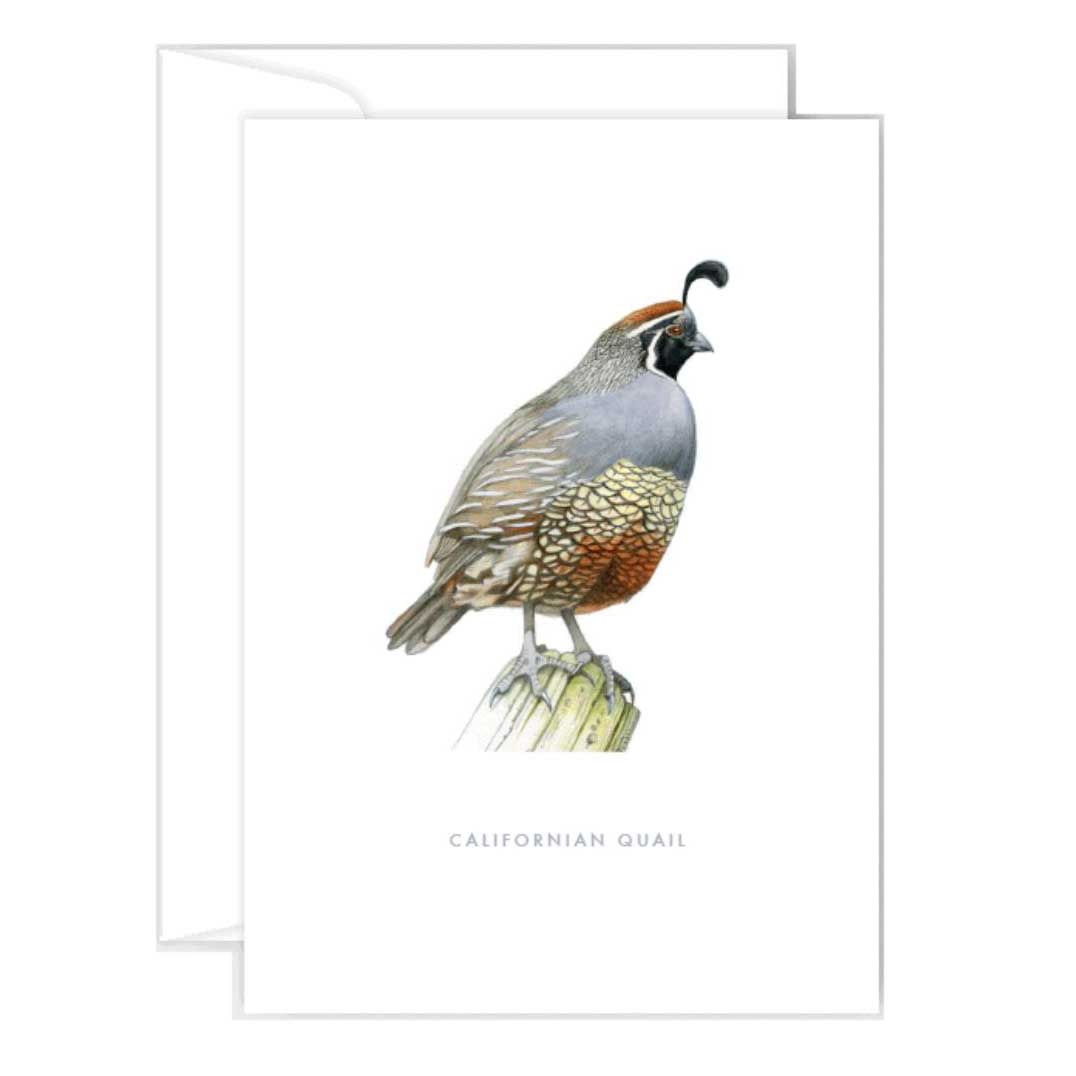 Poppy Card - Californian Quail