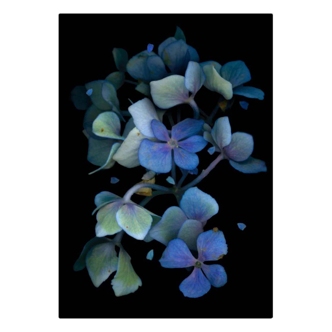 Poppy Card - Dark Blue Hydrangea