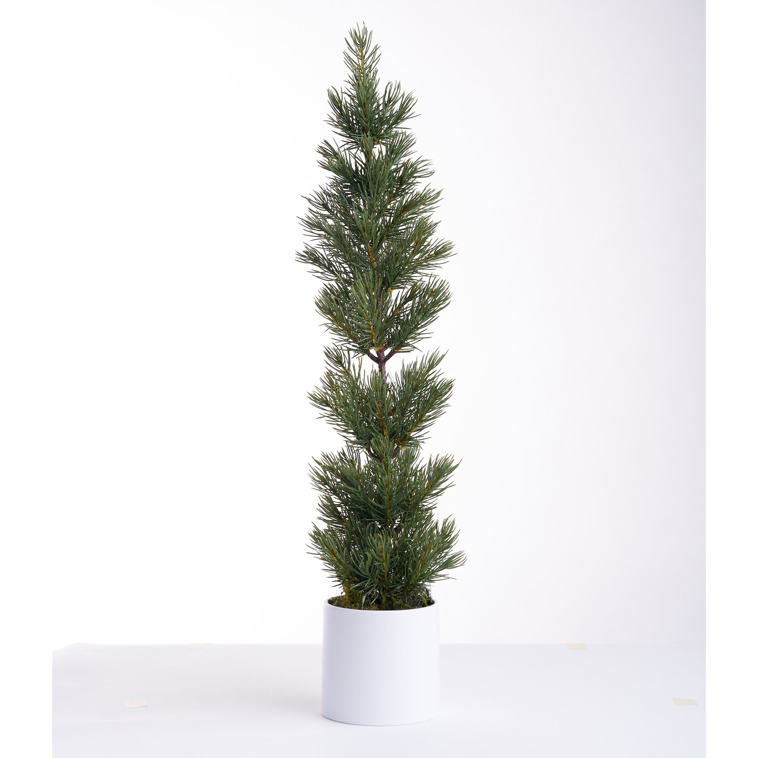 Slim Green Yellow Spruce Pine Tree