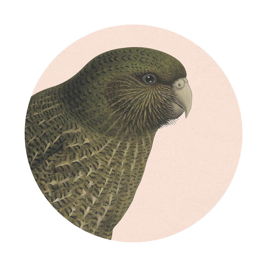 Hushed Pink Kakapo Art Spot Medium