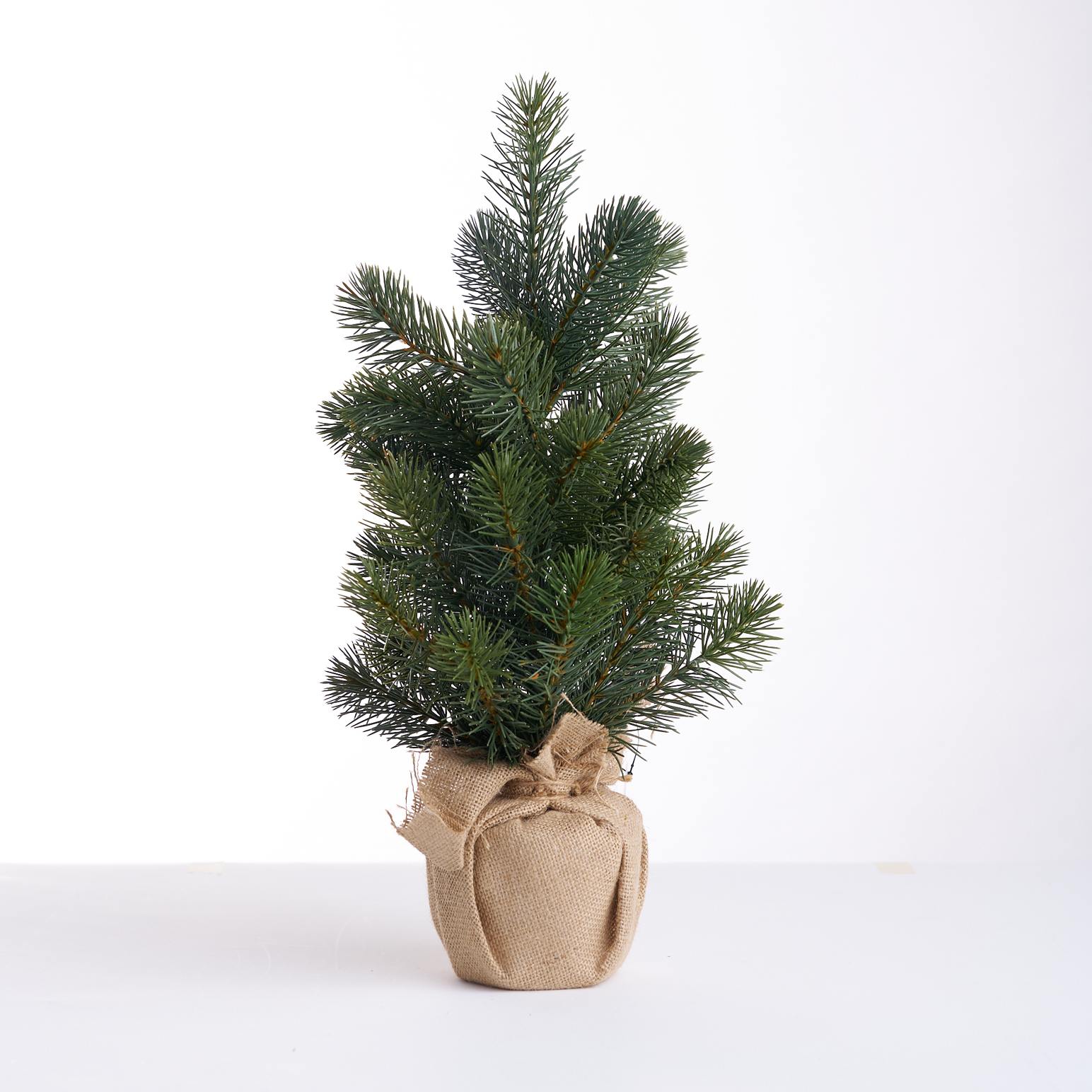 Green Spruce Pine Tree 56cm