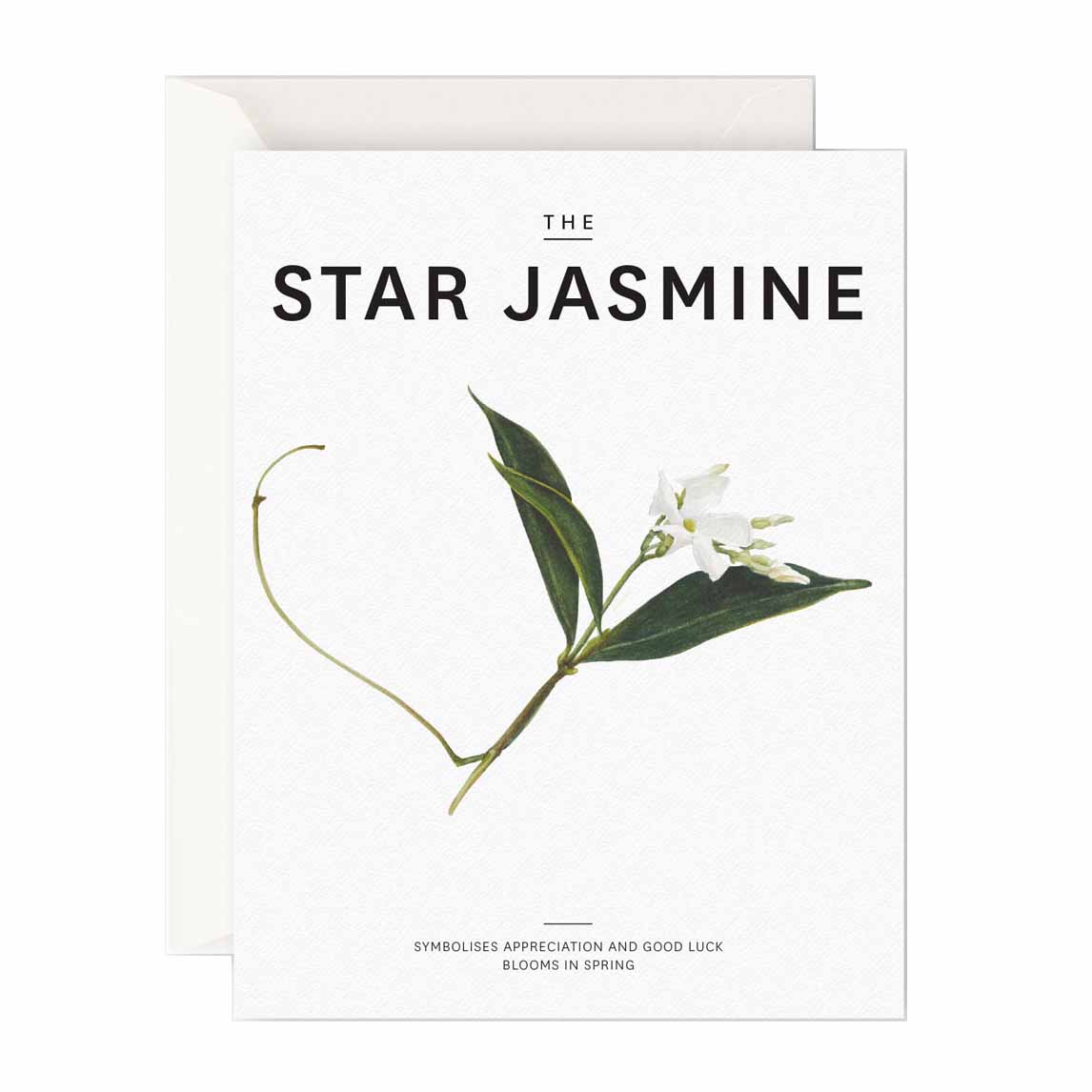 Father Rabbit Stationery The Star Jasmine Card