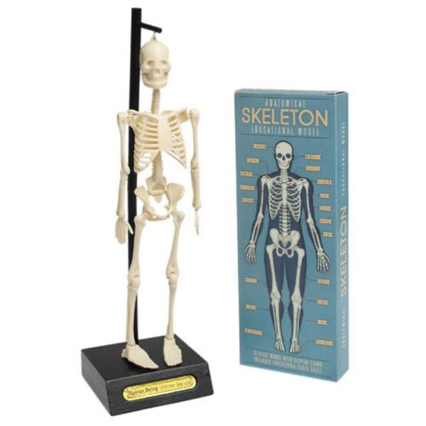 Rex London Anatomical Skeleton Educational Model