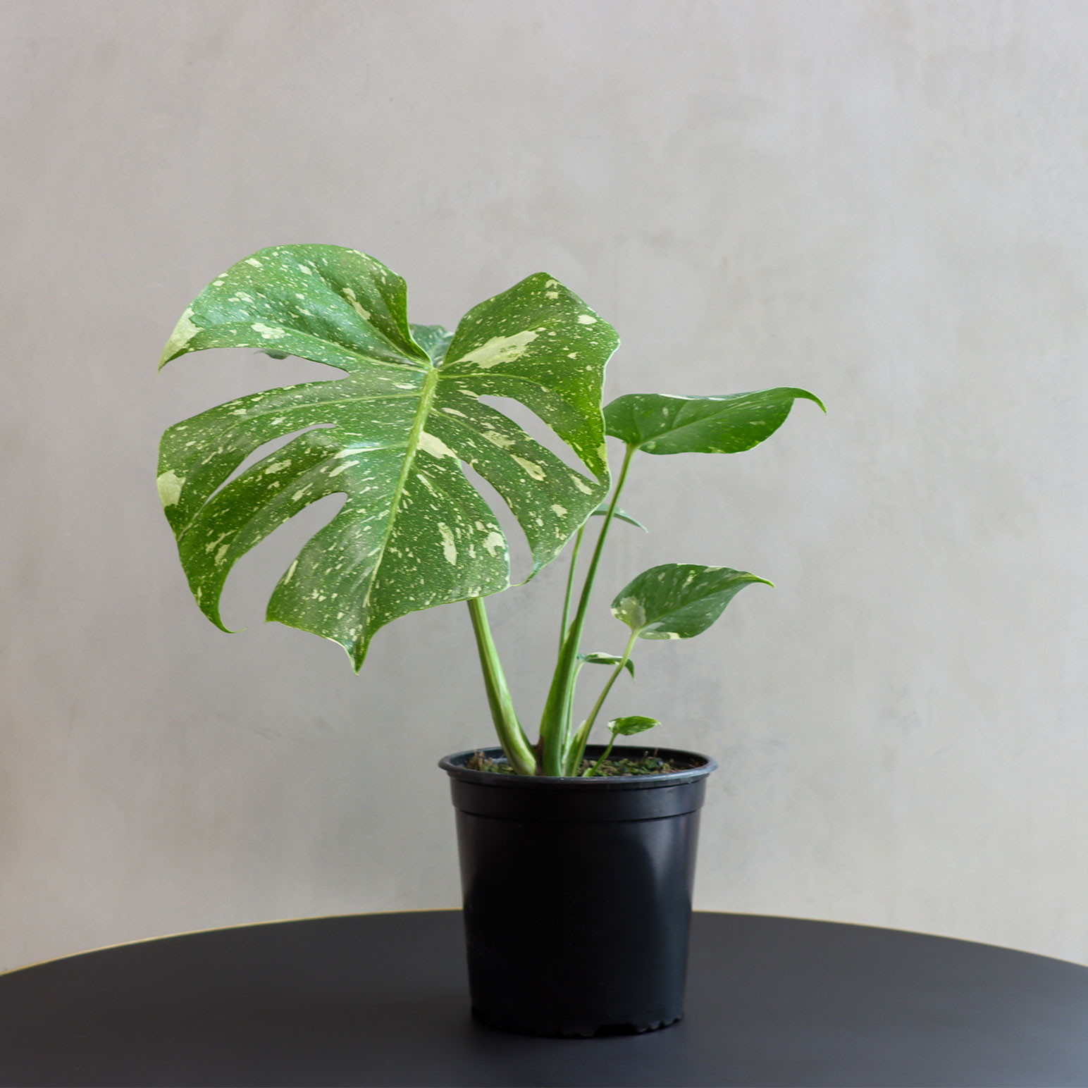 The Florist at Ballantynes - Monstera ‘Thai Constellation’ - Rare