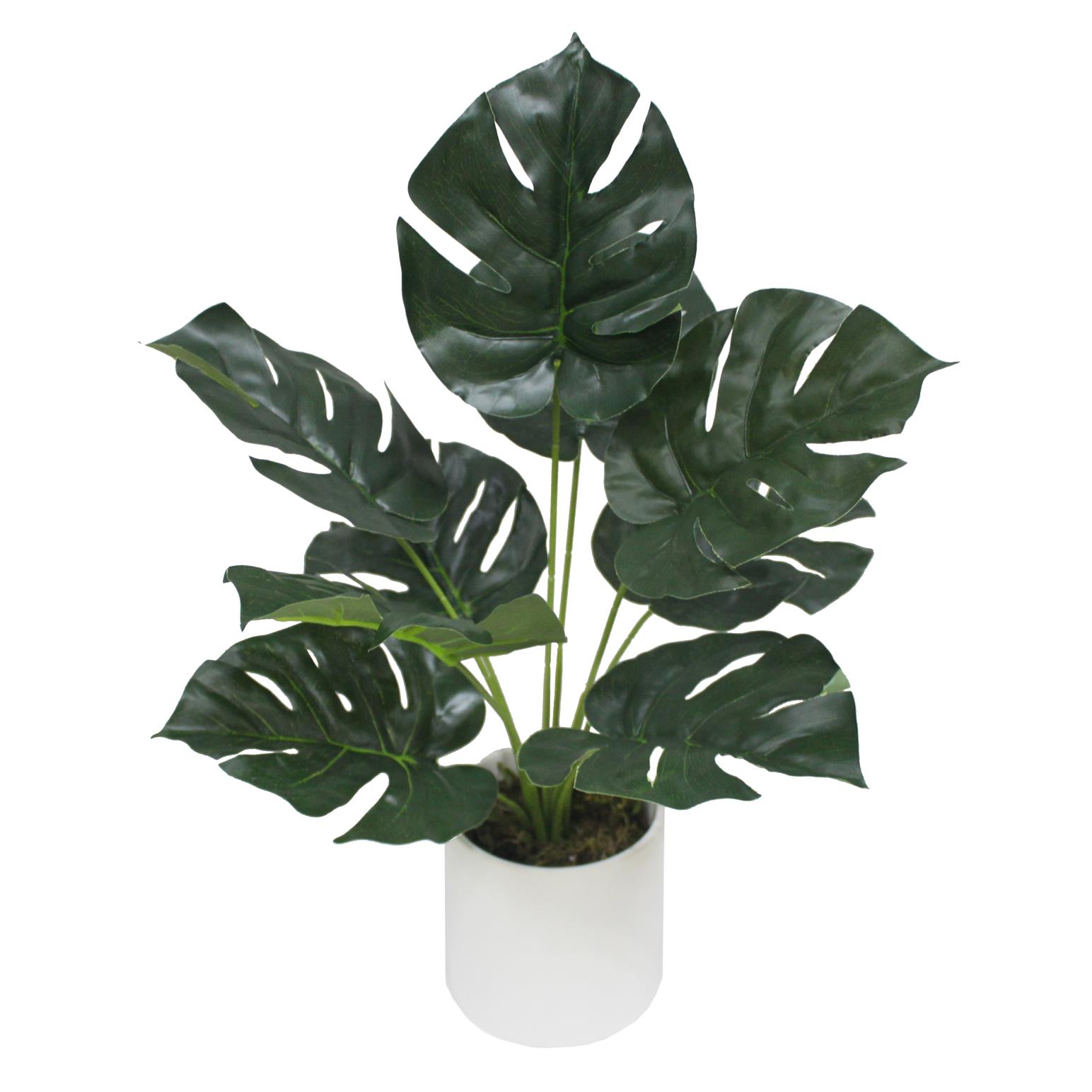 Capulet Mini Monstera In Black Pot 40cm